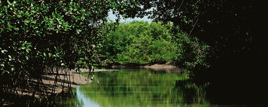 Manglar Cancún Solaris