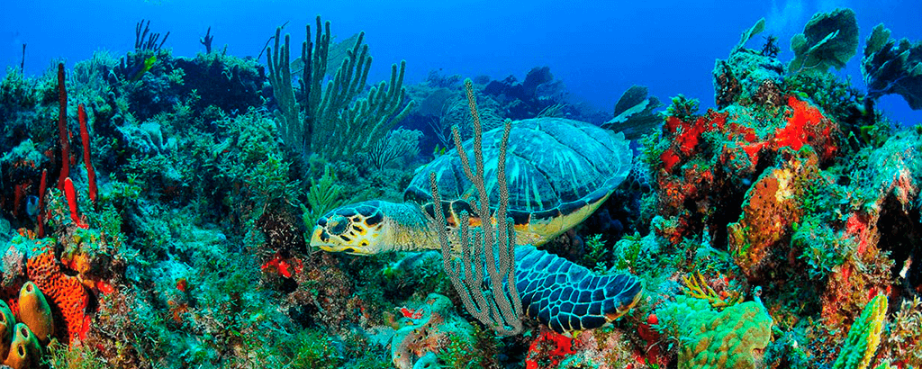 Isla Mujeres bajo el mar